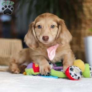 Schnitzel, Dachshund Puppy